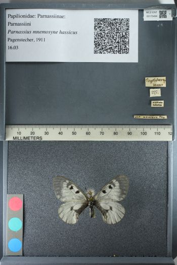 Media type: image;   Entomology 175494